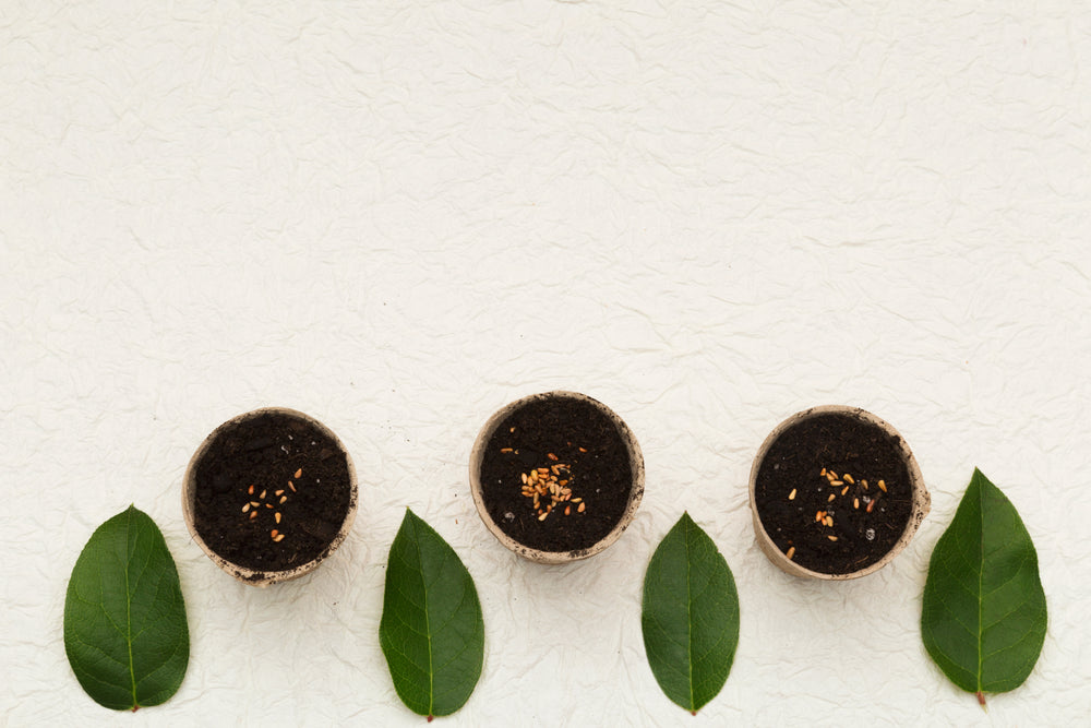 pots seeds and leaves