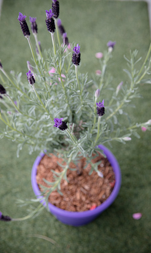 potted lavender plant in a purple pot on green grass