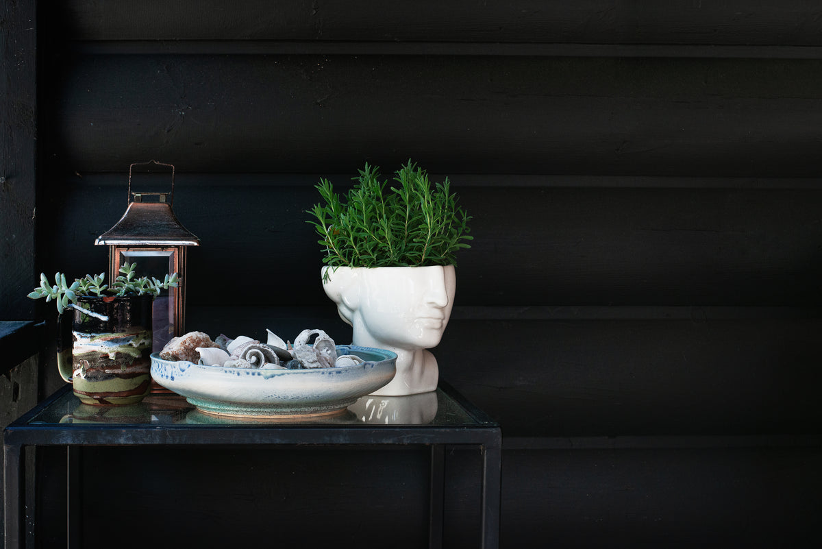 potted plants and shells on black