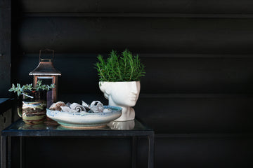 Potted Plants And Shells On Black