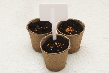 potted seeds