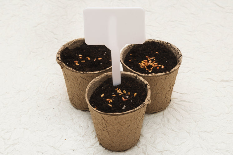 potted-seeds.jpg?width=746&format=pjpg&exif=0&iptc=0