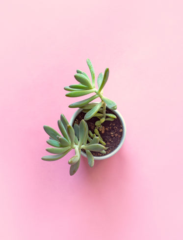 potted succulent on pink background