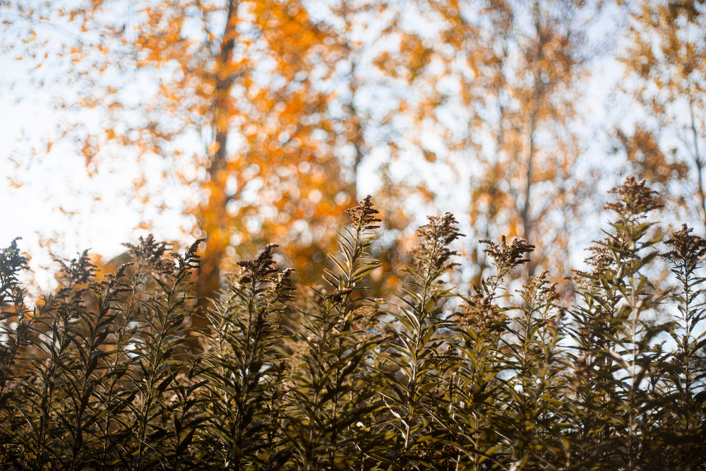 prairie plantlife stands tall in autumn forest
