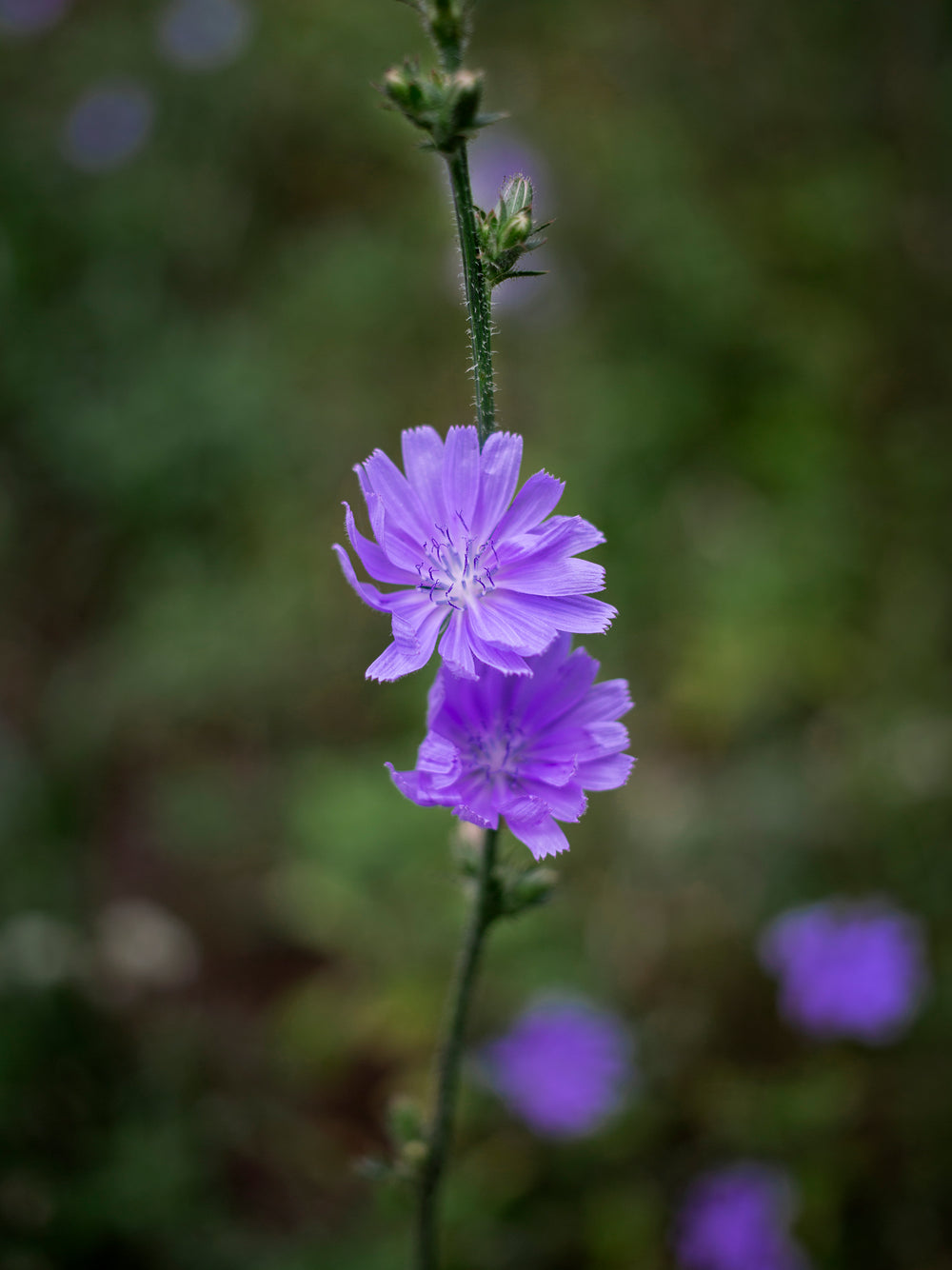 pretty purple flowers against a woodland backdrop