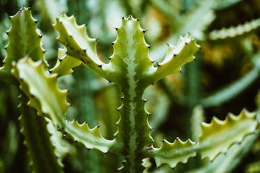 prickly cactus plant