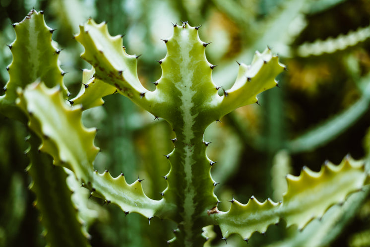 仙人掌植物