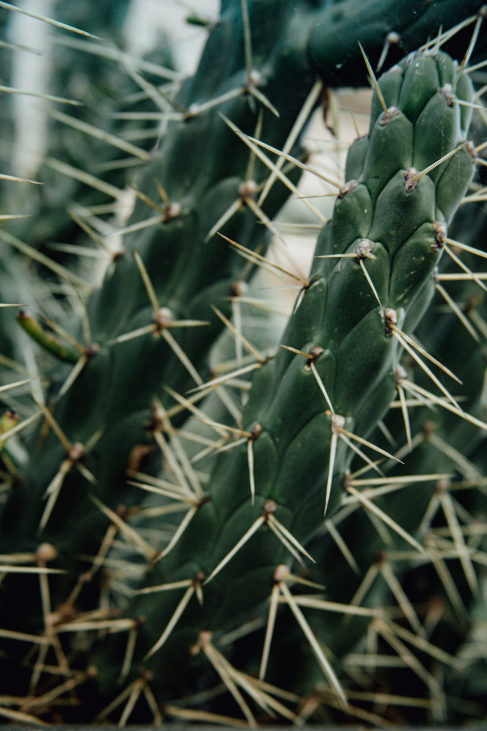 prickly pear cactus plant