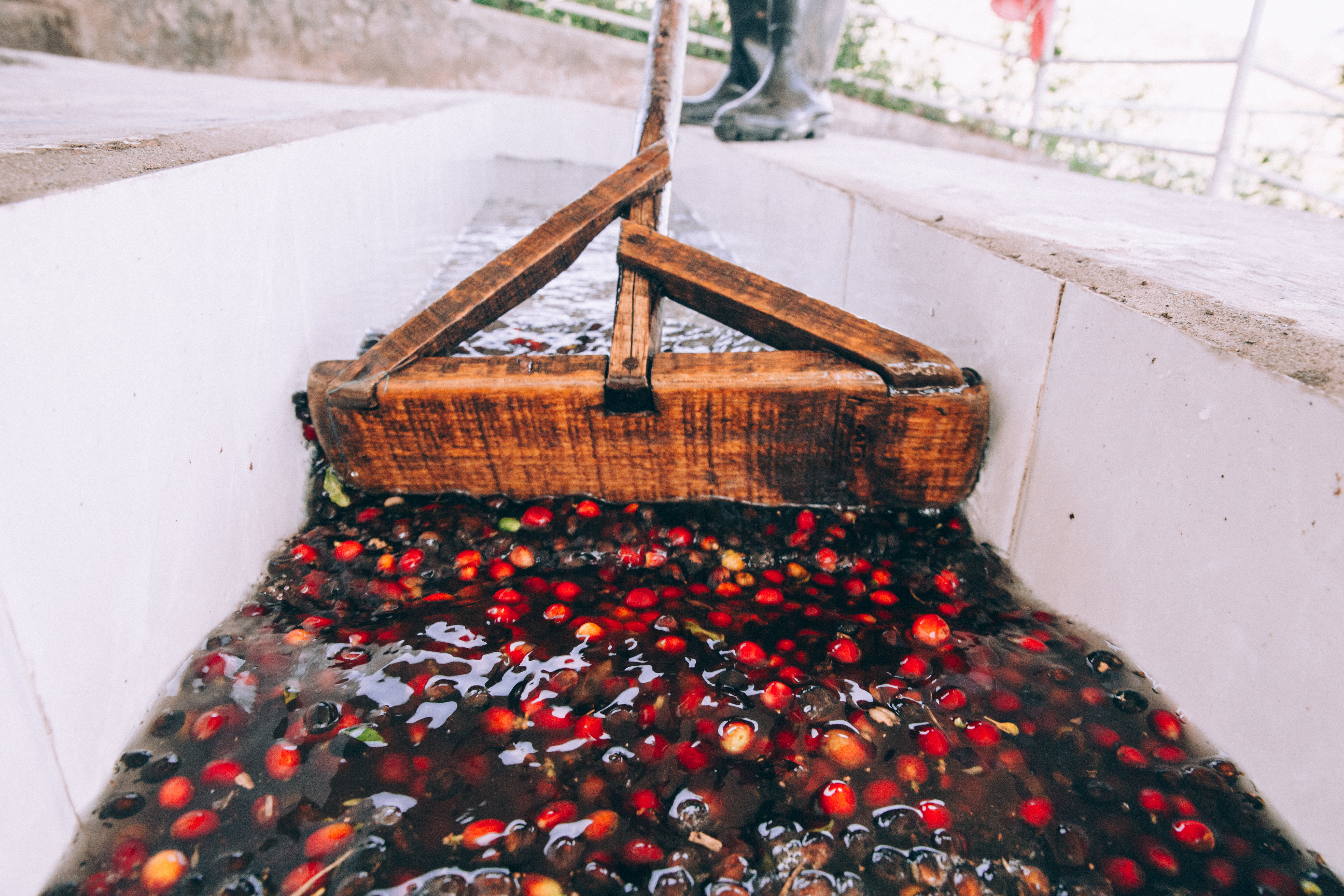 Processing Fresh Coffee Beans