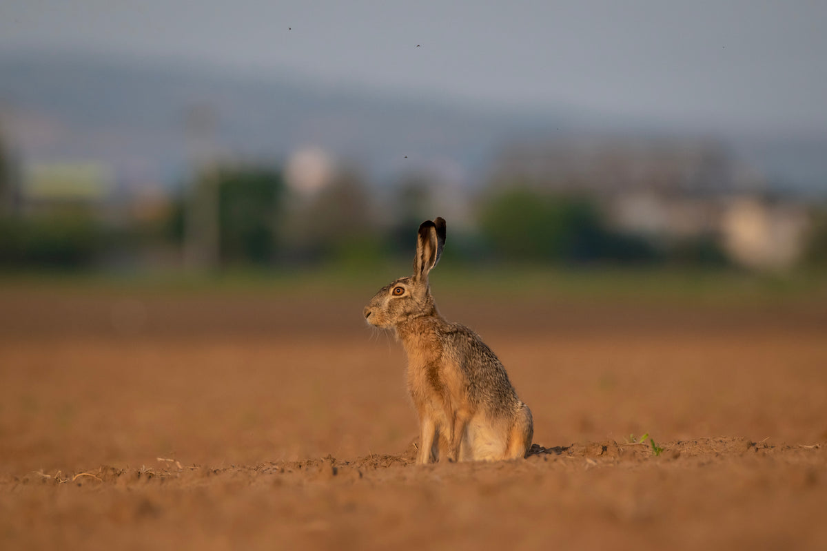 profile of a brown bunny in a brown field