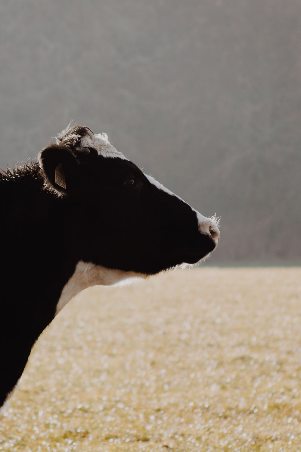 profile of a cow in empty field