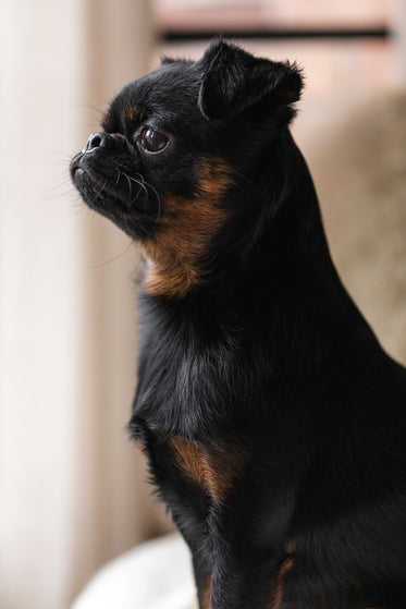 profile of a puppy standing tall