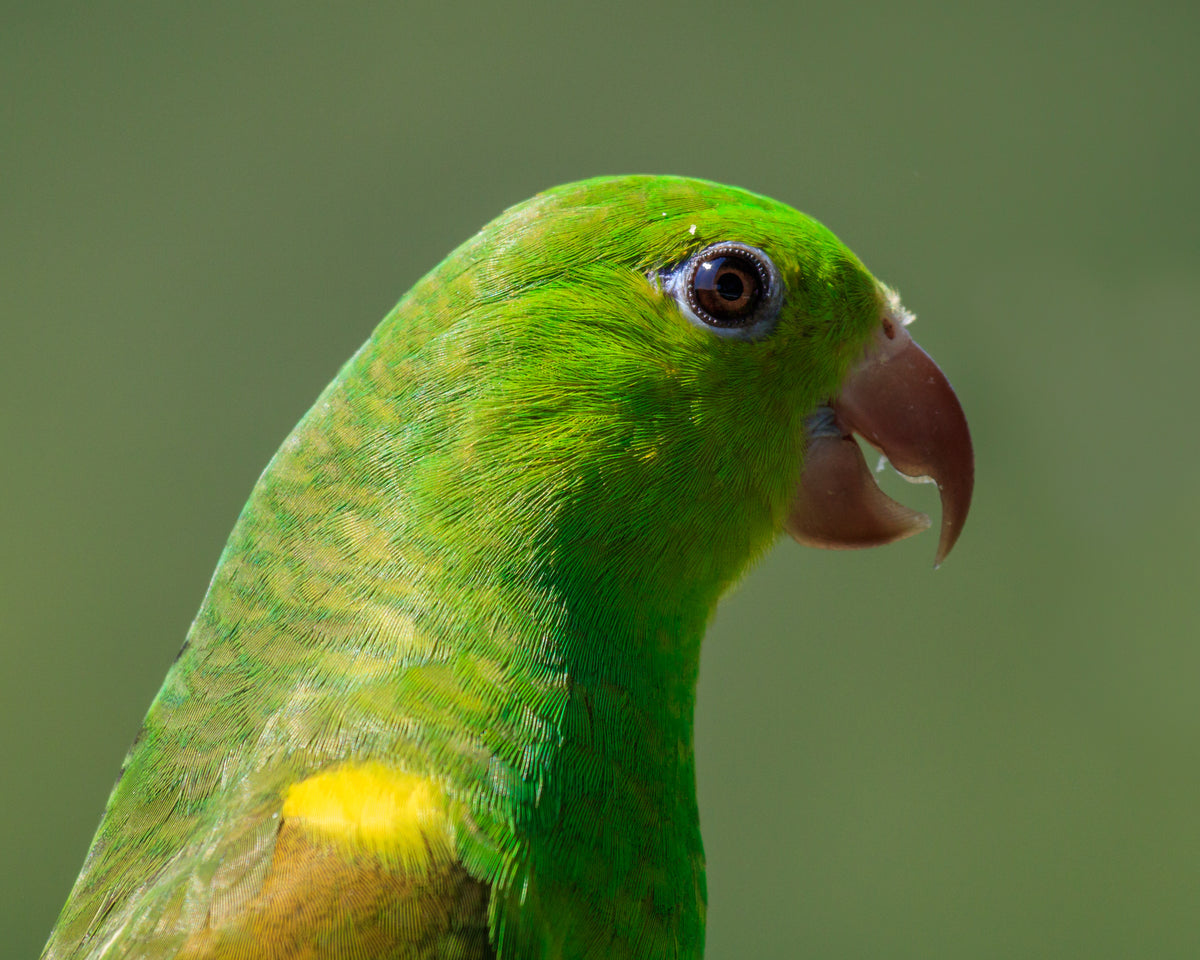 一只充满活力的绿色鸟，有着棕色的小喙
