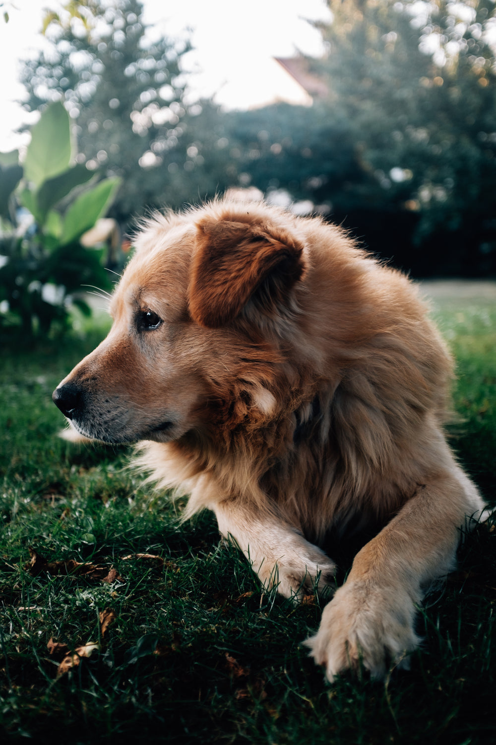 profile of dog on grass