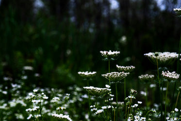 profile of queen annes lace against green background