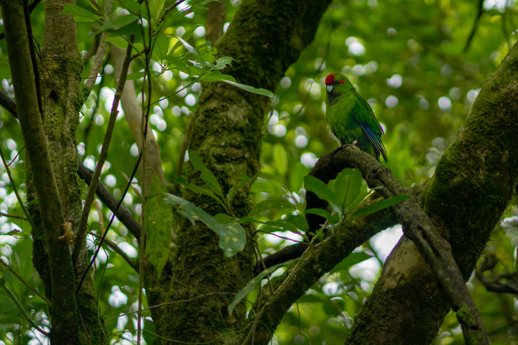 proud-parrot-on-jungle-tree-branch.jpg?w
