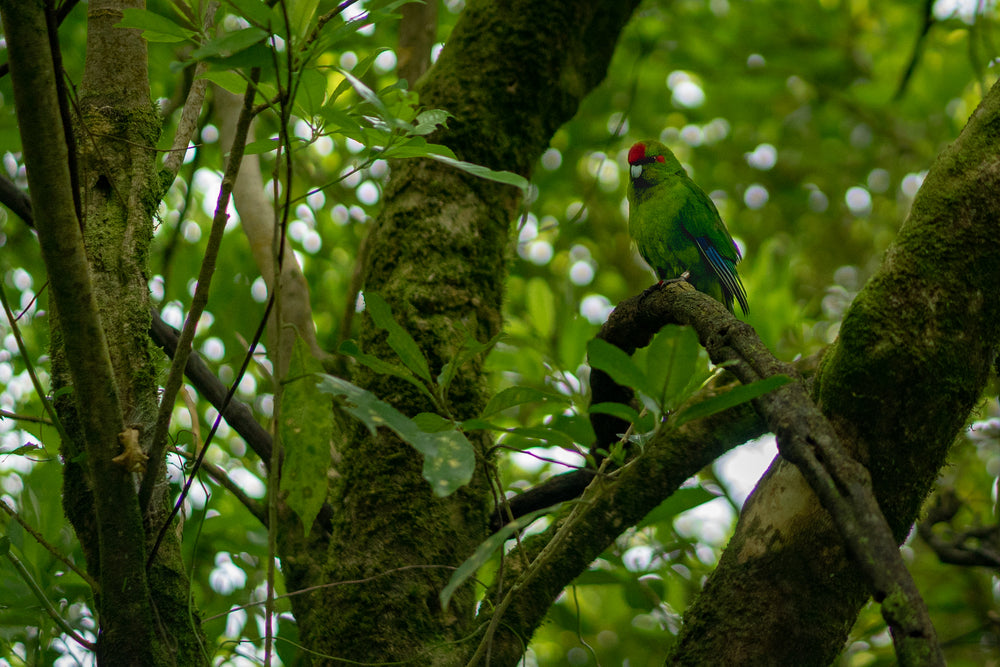 proud parrot on jungle tree branch