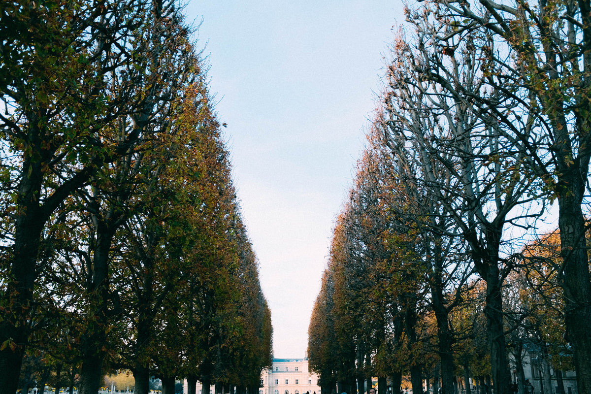 pruned trees line a path leading to a mansion