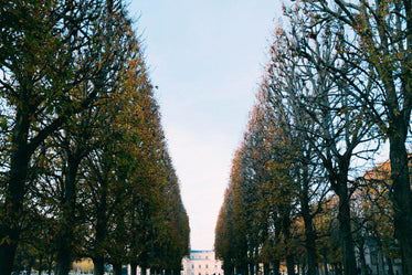 pruned trees line a path leading to a mansion