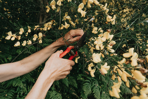 pruning shears cut a branch with yellow flowers