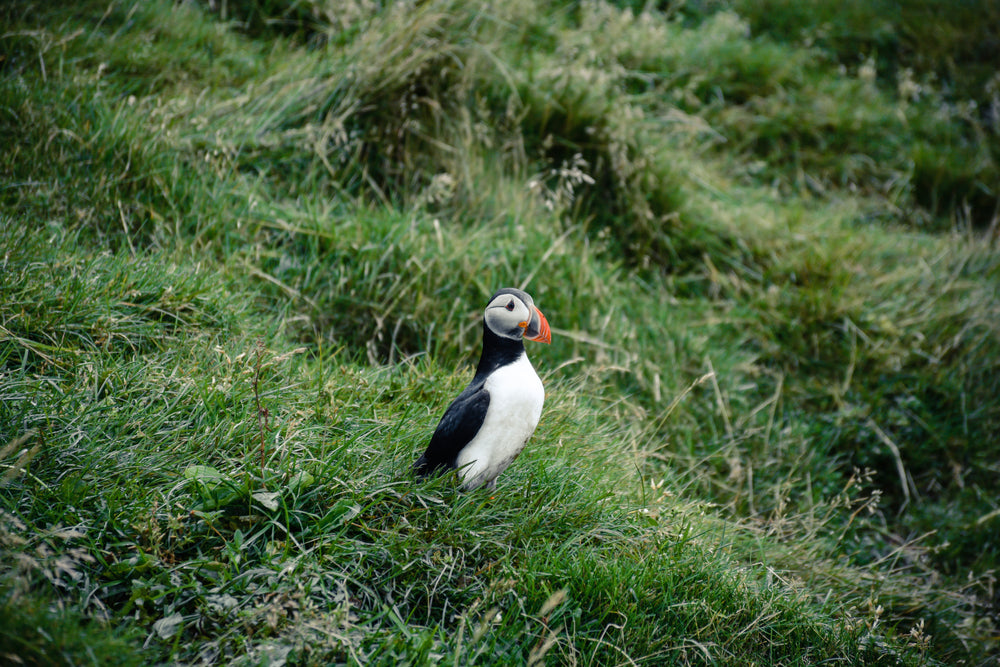 puffin bird in tall grass