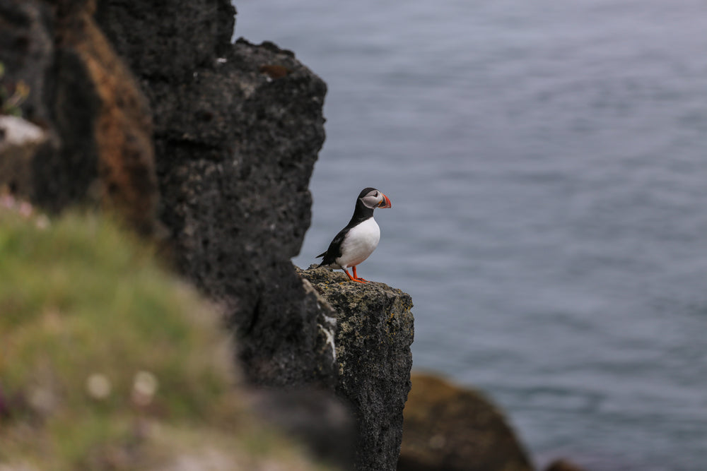 puffin sits upon a rock