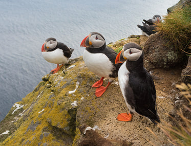 puffins settle on a cliffside