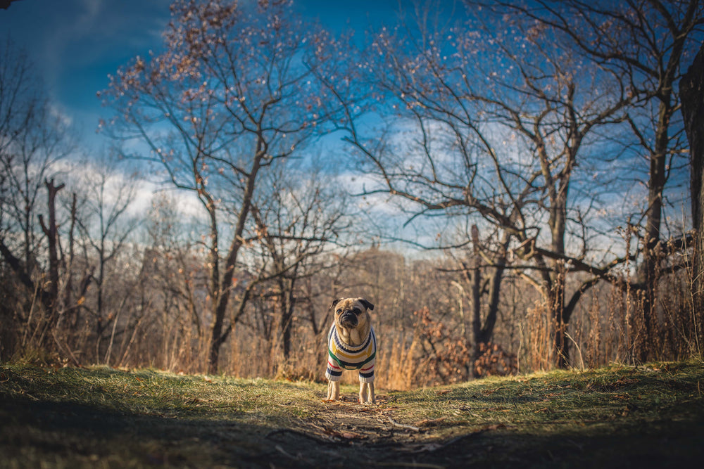 pug at large in sweater