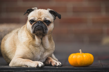 um pug e uma abóbora