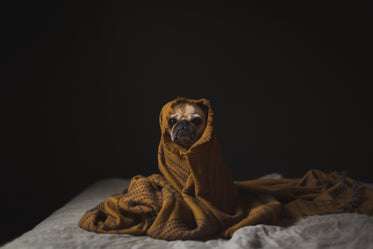 pug dog keeping warm