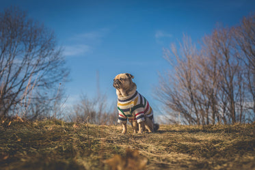 pug dog looks at sun and future
