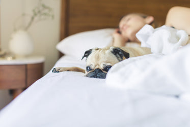 pug gets cozy in the morning