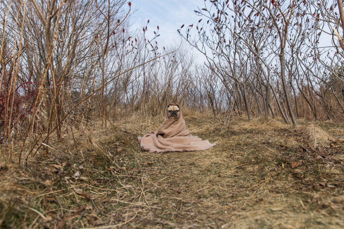 pug in a blanket on a path
