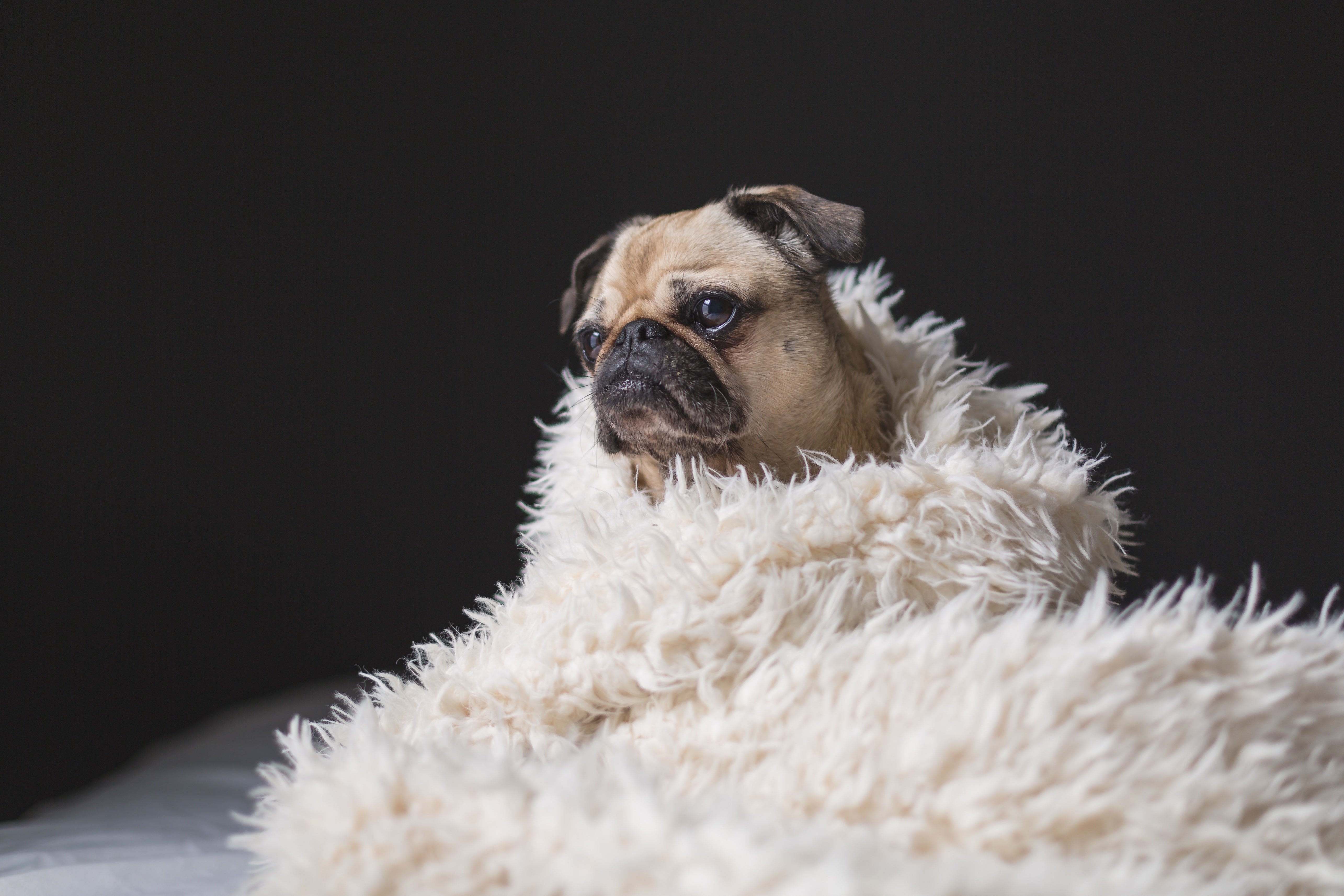 Pug in blanket new arrivals