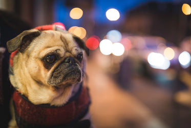 pug in city