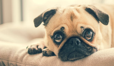 pug in dog bed