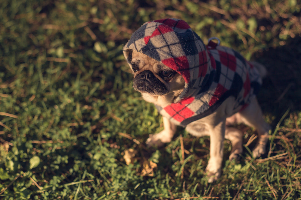 pug in sweater at sunset