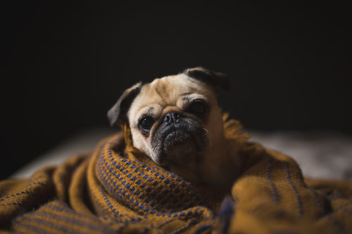 pug posing in warm blanket