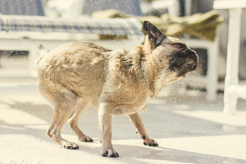 pug pup shakes off water