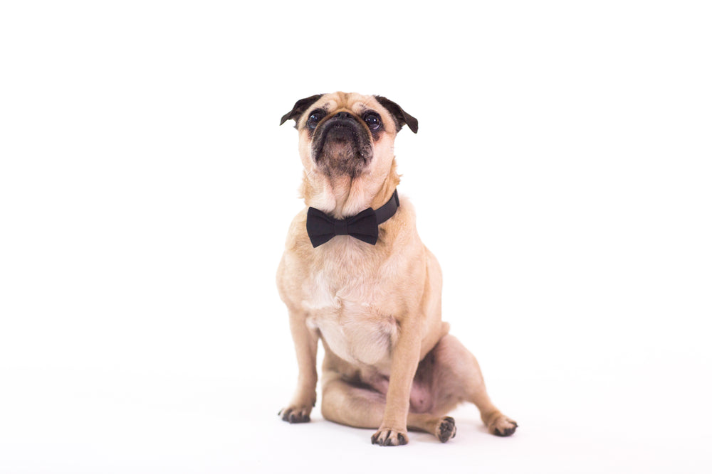 pug wearing bow tie