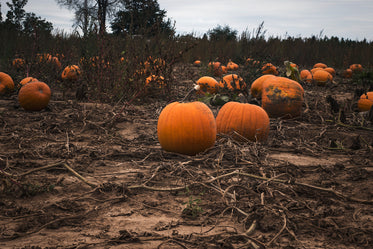 pumpkin patch at harvest