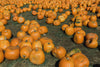 pumpkin patch selection