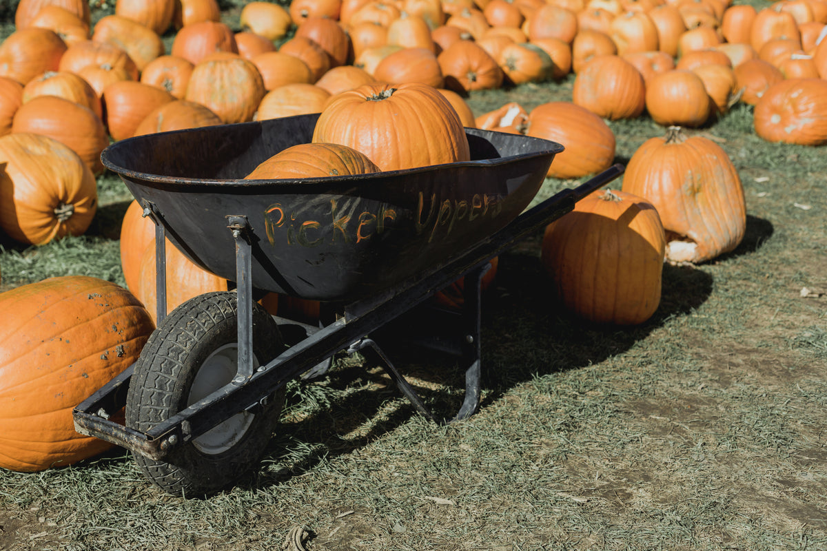 pumpkin picker wheelbarrow