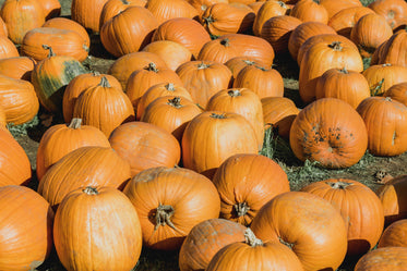 pumpkin pile