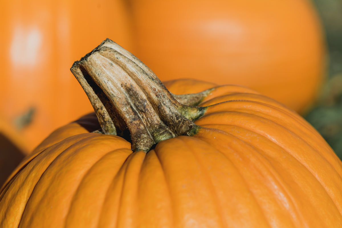 pumpkin stem close up