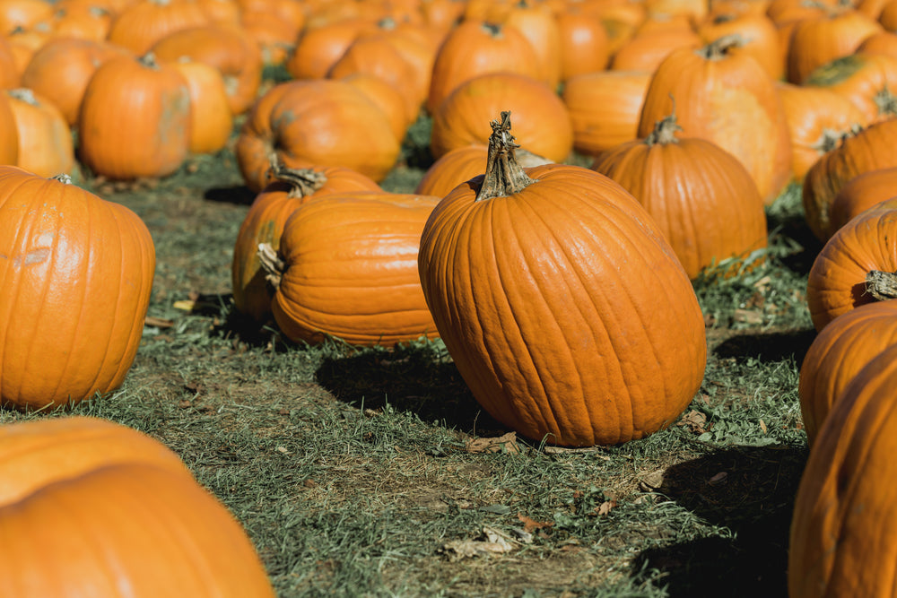 pumpkins in patch