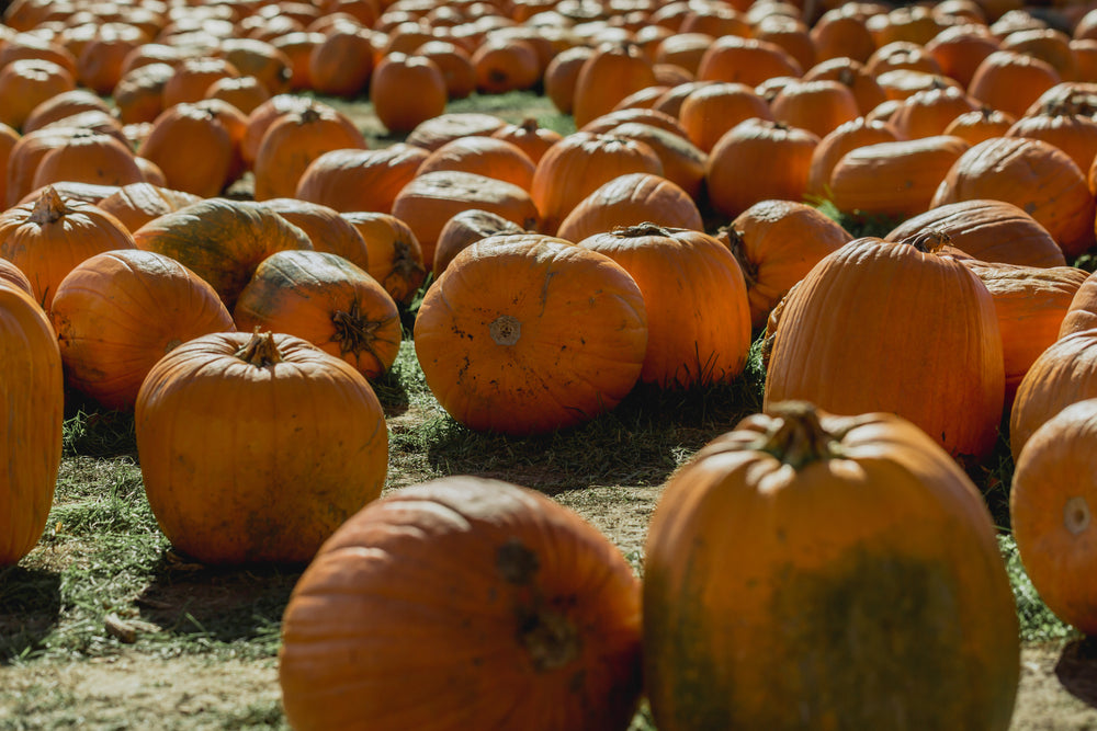 pumpkins laid out for halloween