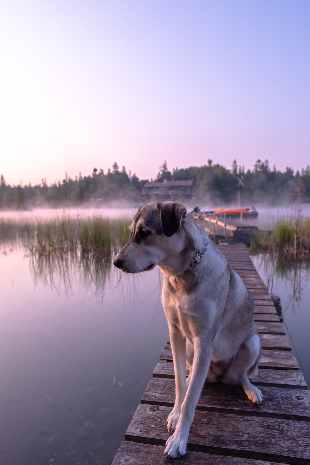 pup on a dock
