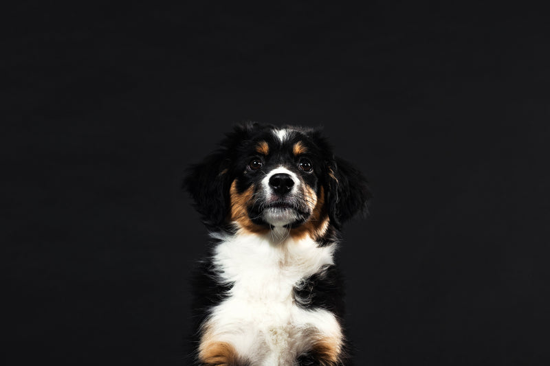 a dog with a black and white dog on a black background - puppy adores it's person