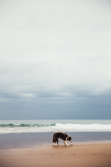 cachorro na praia